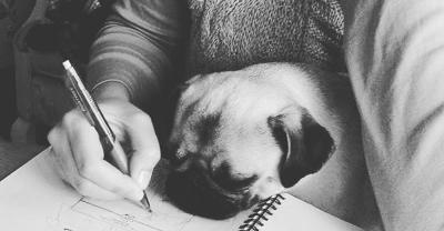 Meet Crumpet The Pug, My Partner in Design...