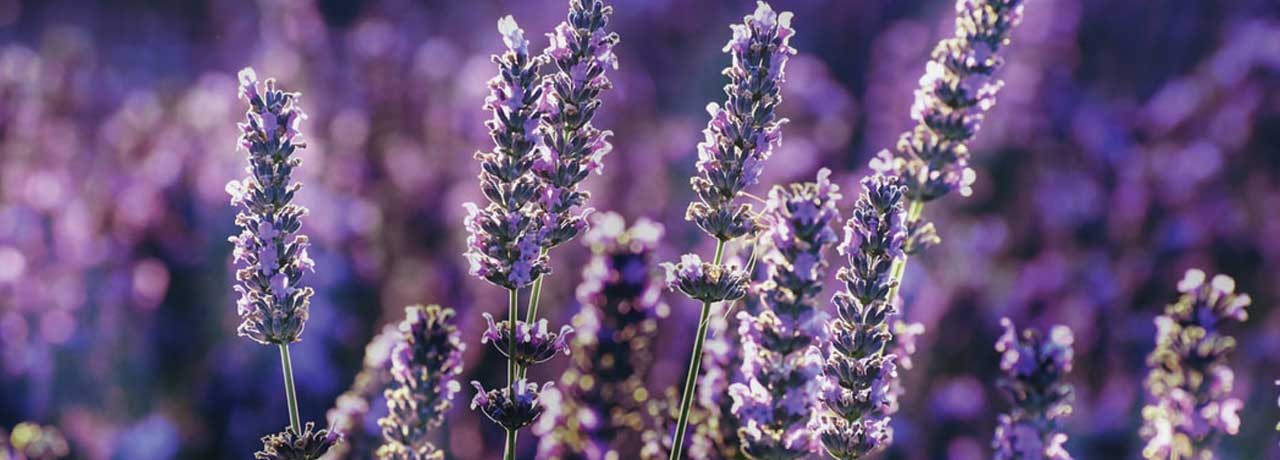 The Lavender Lavender in a Field