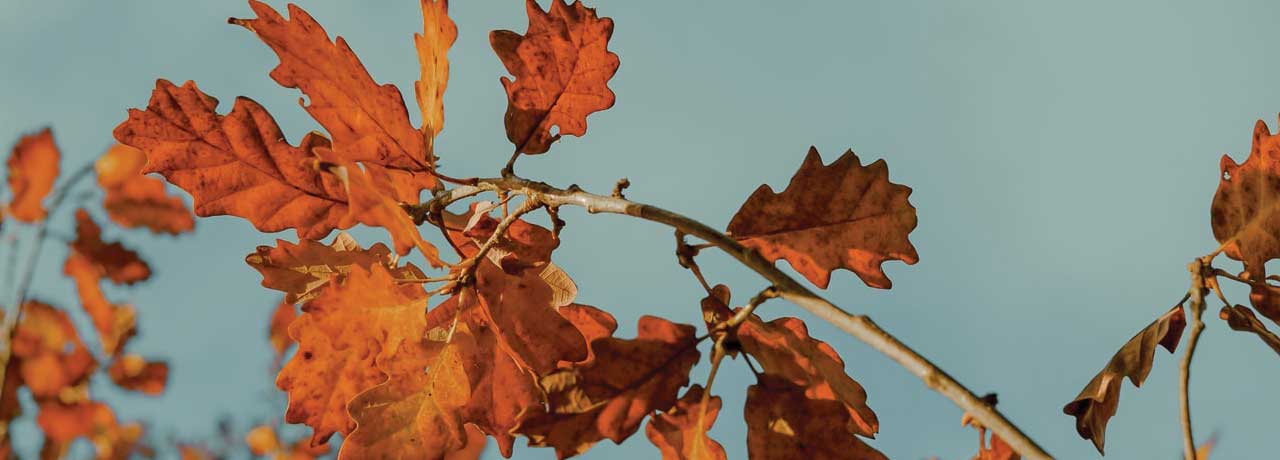 Oak Leaves in Autumn