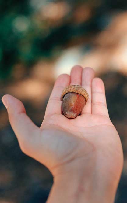 Acorn In the Hand