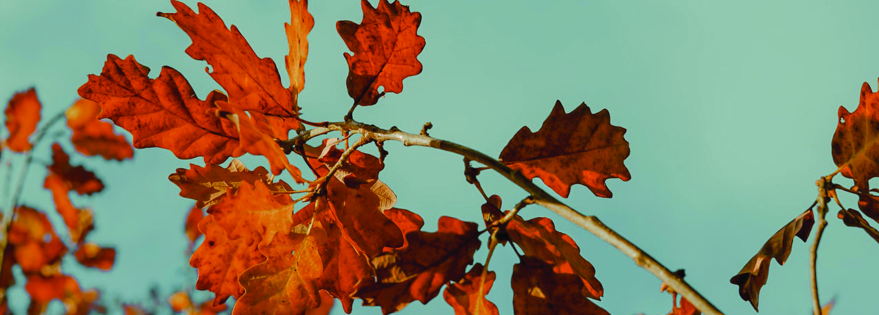 The Mighty Oak Oak Leaves in Autumn